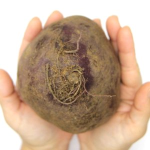푸레아 국내산 특품 레드비트 1kg 레드비트 알비트 비트즙 비트주스 샐러드용