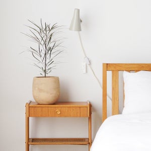 아랄리아 아랄리오 키우기쉬운 반려식물 음지에서도 잘자라는 공기정화 식물