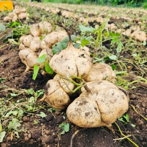 국내산 무농약 히카마감자 5kg