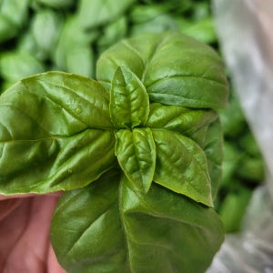 야채왕 바실 생잎허브 바질 박스 1kg (0.9~1kg )