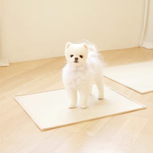 소심한호랑이 강아지배변판 논슬립 실리콘배변매트