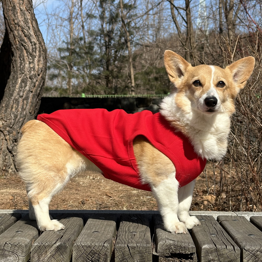 웰시 코기 (Welsh Corgi)