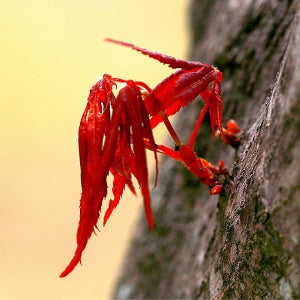 꽃담은나무 사계 홍단풍 블러드굿 H1.5xR4 대형 단풍나무 조경수 정원꾸미기