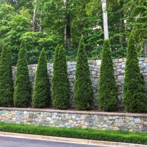 꽃담은나무 에메랄드그린 대형 H1.8이상 차량배송 상록수 측백나무 울타리 정원수