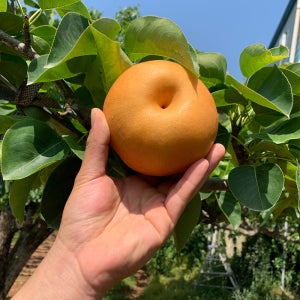 나주배 5kg 가정용 실속형