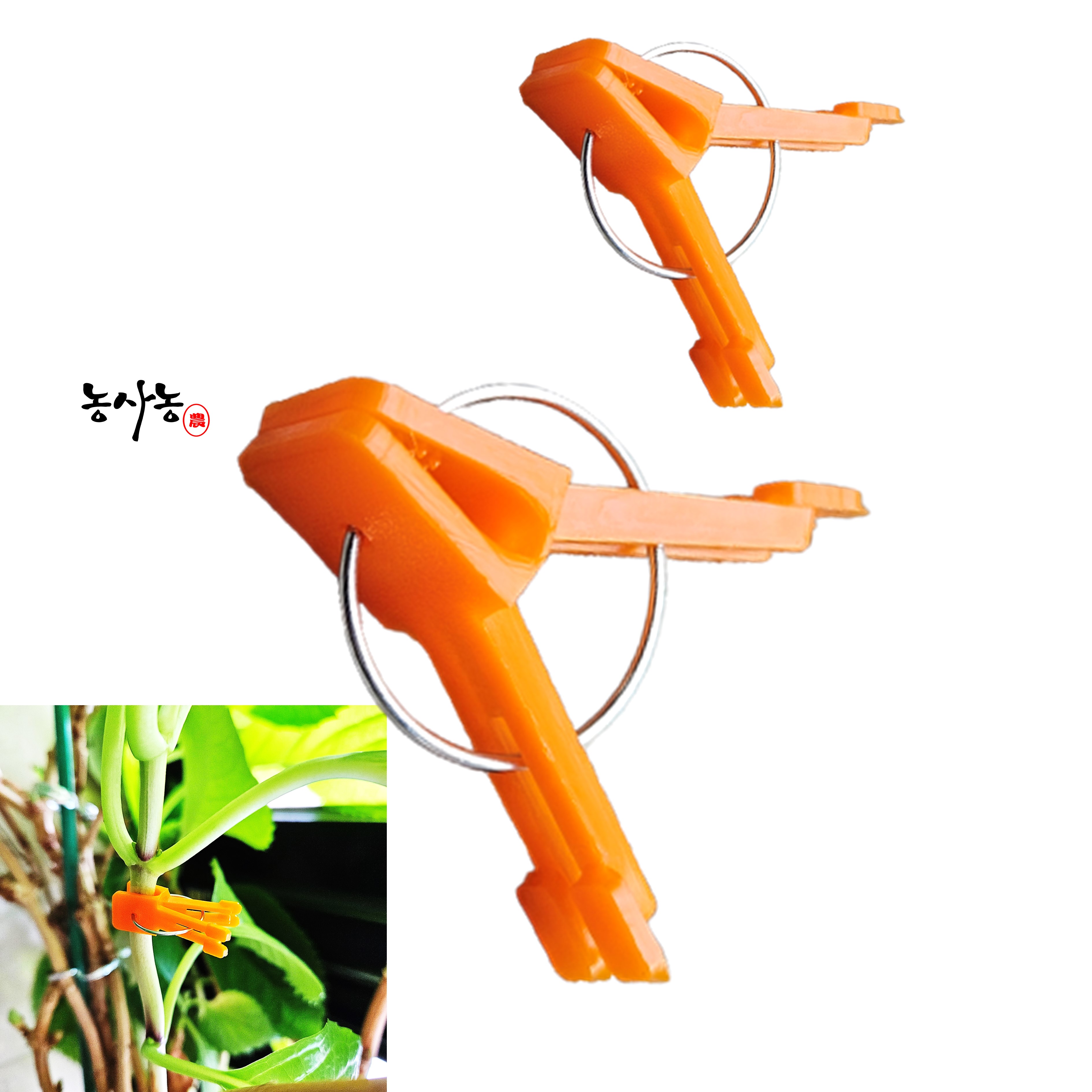 크립토마토 이미지