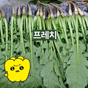 프레치 국내산 열무 4kg