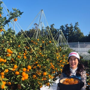 고당도 타이백 귤5kg 12브릭스 맛있는 귤10kg 제주감귤농장 타이벡 제주감귤 산지직송