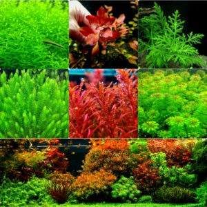 초보 수초 6종 A세트 41줄기 구피 유목 어항 음성수초 키우기 모스 포트 붉은 붕어마름