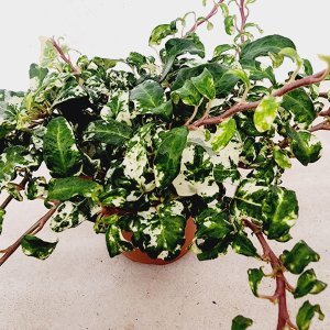 하늘농원 설희 복륜 아이비 넝쿨 식물