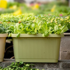 아이리스 코리아 플라스틱 베란다 텃밭 상추 키우기 사각 화분 플랜트 박스 베지타블 프란타 저면관수 화분 화단 700 2개 SET