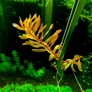 어항 수초 네세아골든 5줄기 구피 새우 수초키우기 열대어 음성 유목 모스