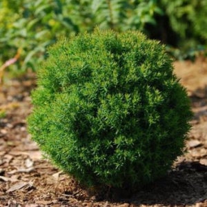 꽃담은나무 테디 H0.3 둥근 서양측백 상록수 사이프러스 정원수 울타리 나무