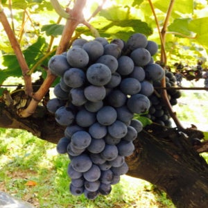 MBA 슈퍼 머루 포도나무 3년생 분묘 서울농원묘목