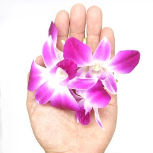 푸레아 데코용 양란 5송이 한팩 식용꽃 가락시장 당일새벽경매 가니쉬 일본식자재