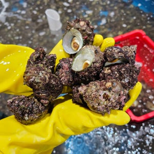 국내산 동해 해녀채취 자연산 뿔소라 1kg 6-8미내외 산지직송