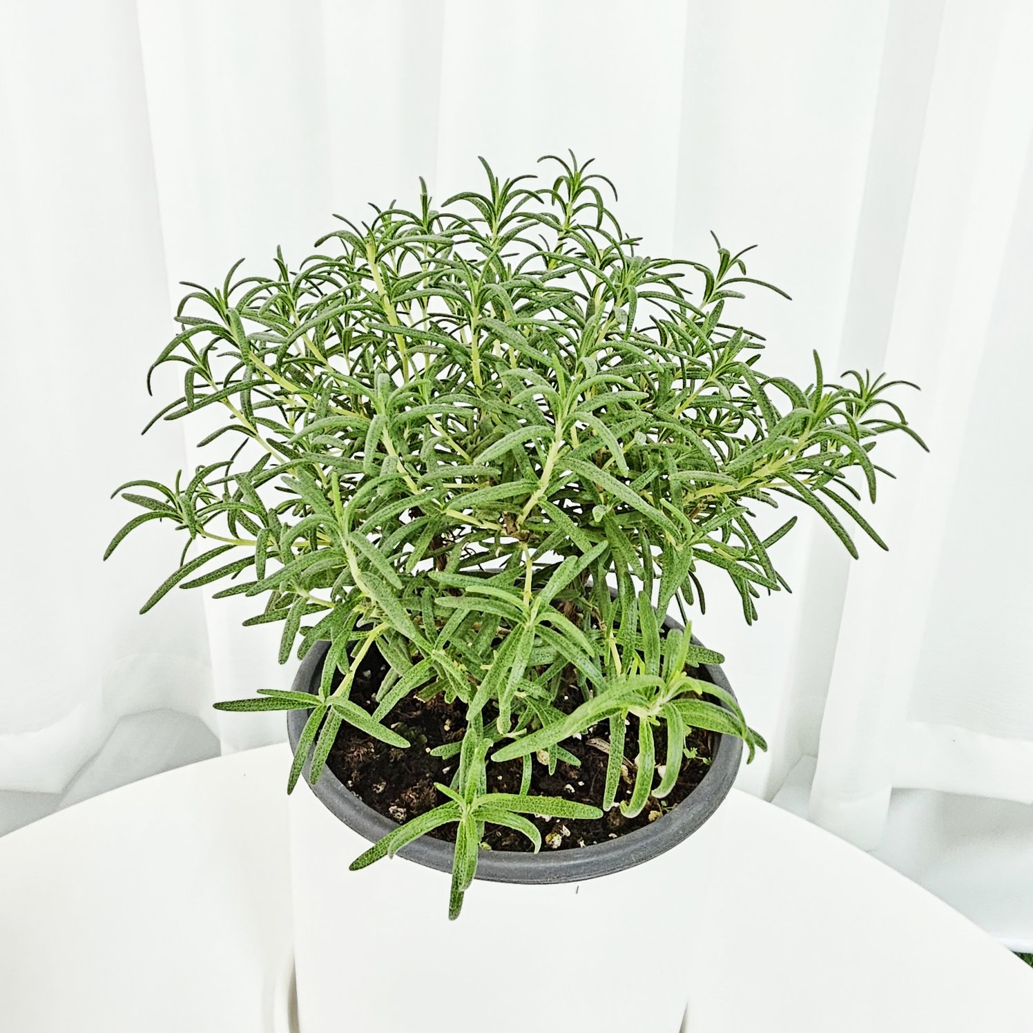 식용 <b>로즈마리</b> 중품 허브 화분 키우기