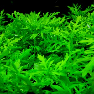 워터위스테리아 5줄기 어항수초 구피 전경 중경 물고기 베타 새우 레이아웃 수초 키우기