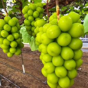 청포도 샤인머스켓 프리미엄 고당도 4kg선물용 제철음식