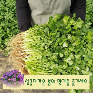 고수 1kg, 고수나물, 고수생잎, 향신료 고수, 산지직송 당일수확