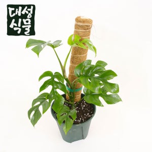 수태봉 식물지지대 몬스테라 지지대 연결형 코코봉 코코넛봉 30cm 60cm 대성식물