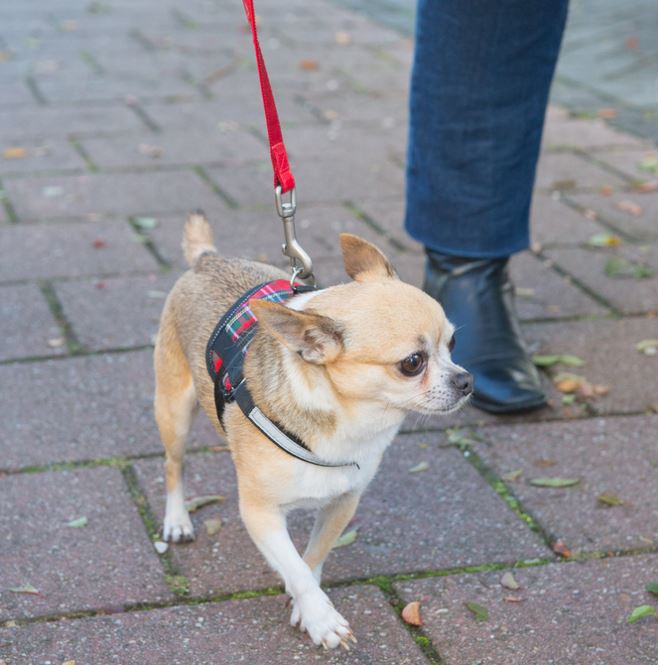 펫 미용 서비스