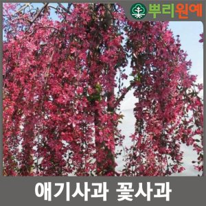 꽃이 아름다운 나무 꽃사과 (애기사과) 1주 hsc