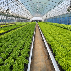 유러피안샐러드 쌈채소 1kg 버터헤드 바타비아 멀티리프 크리스탈