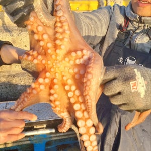 자연산 생물 여수 돌문어 문어 1kg