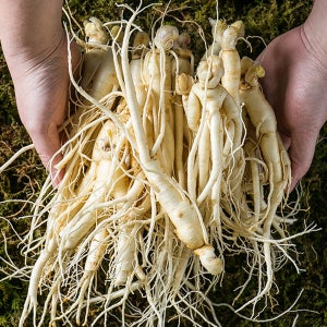 금산 인삼 세척 난발삼(소) 750g 한채 수삼 삼계삼 담금주용 잔뿌리 작은 가정용 진공포장 씻은 삼 세트 선물 국산 국내산