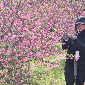 서부해당화나무묘목 H130cm(접목특묘) 수사해당화꽃나무