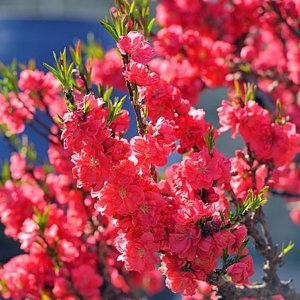 홍도화나무 꽃복숭아 남경도화 묘목 빨강 분홍