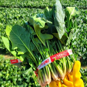 해풍맞은 남해 햇 노지 시금치 1kg 2kg