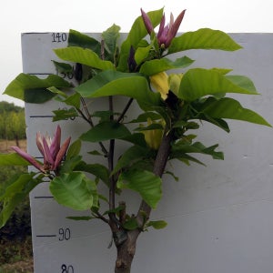 [충북농원] 투컬러 목련나무 묘목 - 분묘/흙털이묘