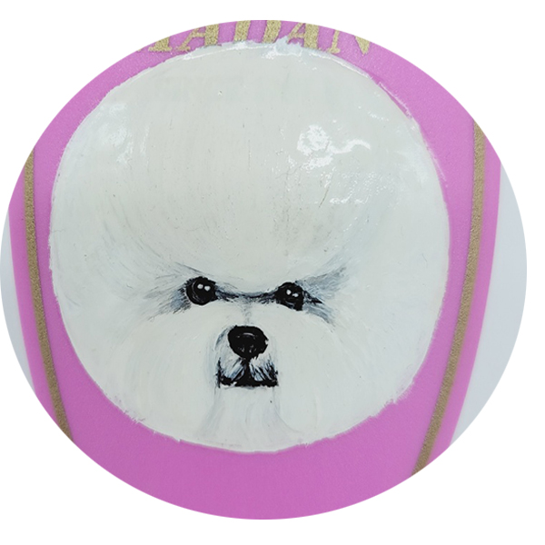 비숑 프리제 (Bichon Frise)