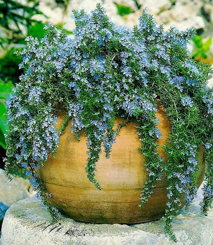 꽃담은나무 클리핑<b>로즈마리</b> 중형 18cm 화분 크리핑<b>로즈마리</b> 꽃 모종 야생화 개업화분 허브