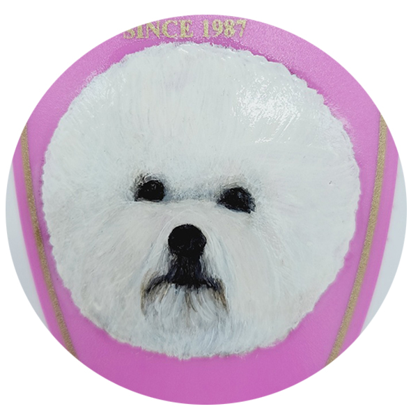 비숑 프리제 (Bichon Frise)