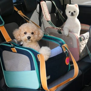 데일리 와이드 카시트 돔 캐리어 4면 충격완화 쿠션 분리형 프레임방식 측면 천장 매쉬창