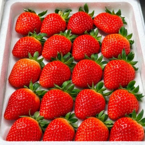 딸기 설향 킹스베리 논산 산지직송 생딸기 750g 1kg