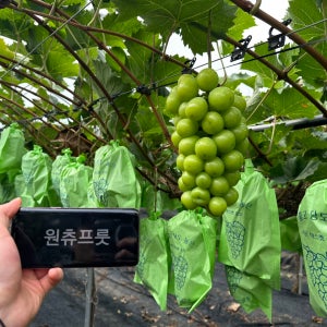 원츄프룻 상주 포도 샤인머스켓 2.2KG 4.4KG