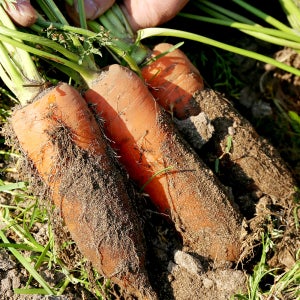 국내산 흙당근 주스용 요리용 홍당근 2kg 3kg 5kg