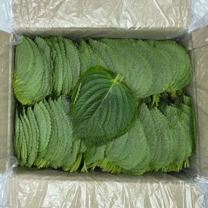 깻잎 1kg