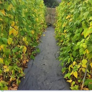방초매트 하우스농자재 잡초매트 고추망 농사용비닐 제초매트
