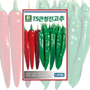 다농 TS큰청진고추 1200립 채소 종자