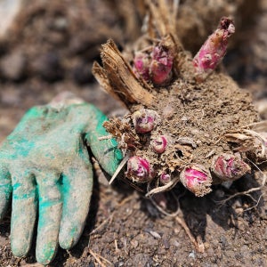 4년생 땅두릅 뇌두 덩어리 10KG (비닐 하우스 ,텃밭 에서두릅순 재배)