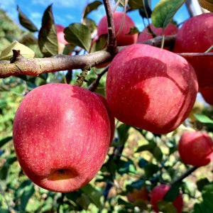 사과 부사 문경 못난이 가정용 흠과 선물용 3kg 5kg