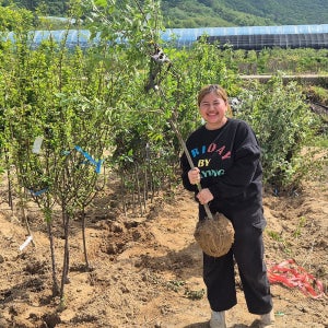 서부해당화나무 묘목 4년 R2-3개화주 (수사 해당화 꽃나무)