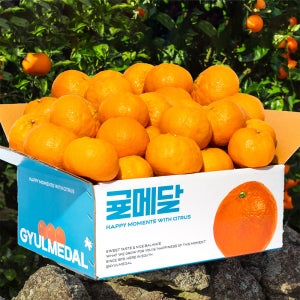 고당도 12브릭스 제주 윈터프린스 가정용 설날 설 선물 세트