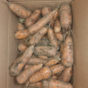 제주 작은 중 당근 10kg