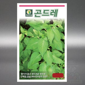 다농 곤드레 1000립 곤드레 나물 고려엉겅퀴 씨앗 씨 국내생산 종자 대포장 대용량